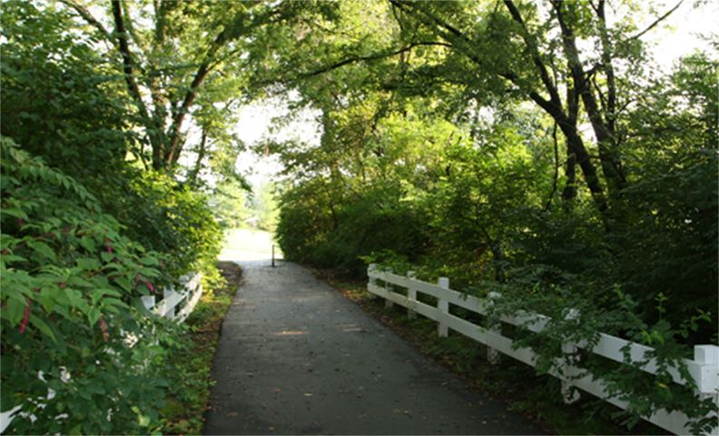 Road surrounded by trees and greenery